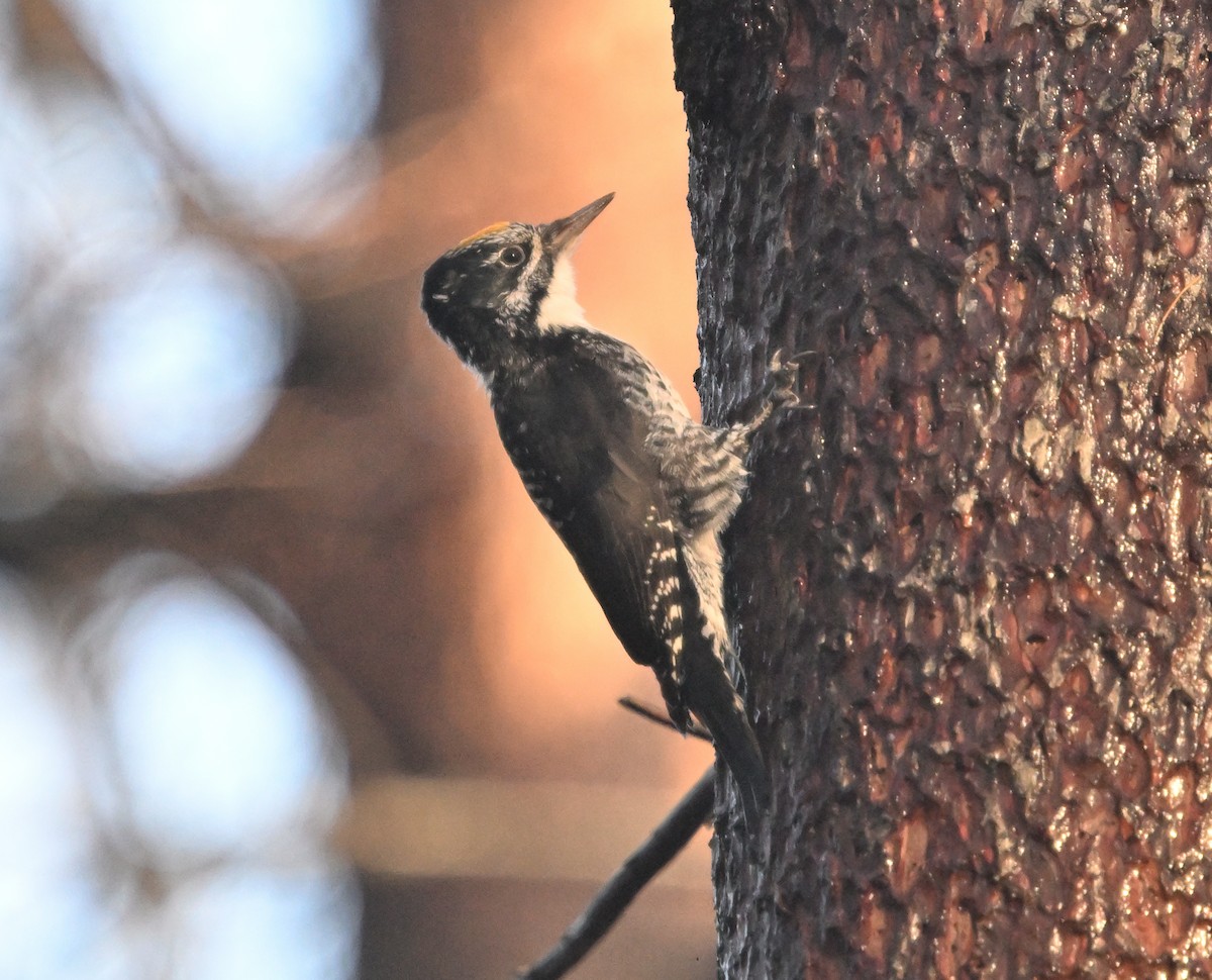 American Three-toed Woodpecker - ML644914098
