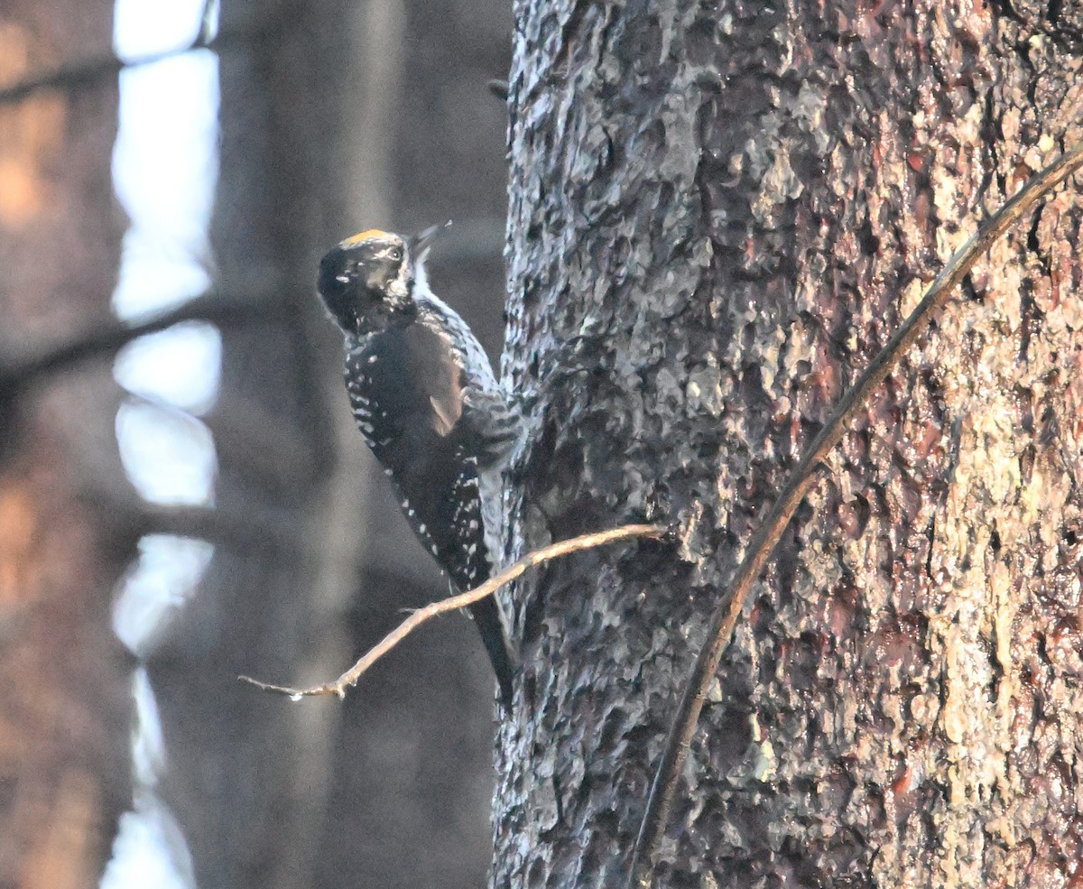 American Three-toed Woodpecker - ML644914099