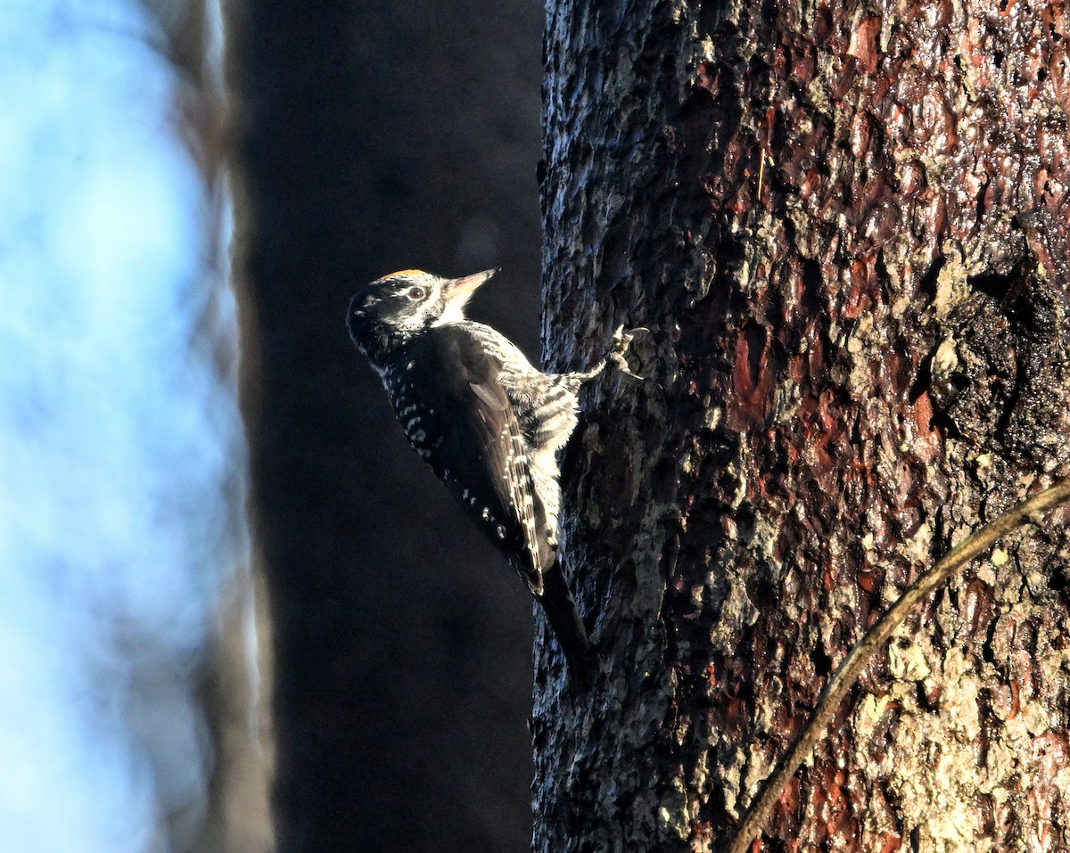 American Three-toed Woodpecker - ML644914100