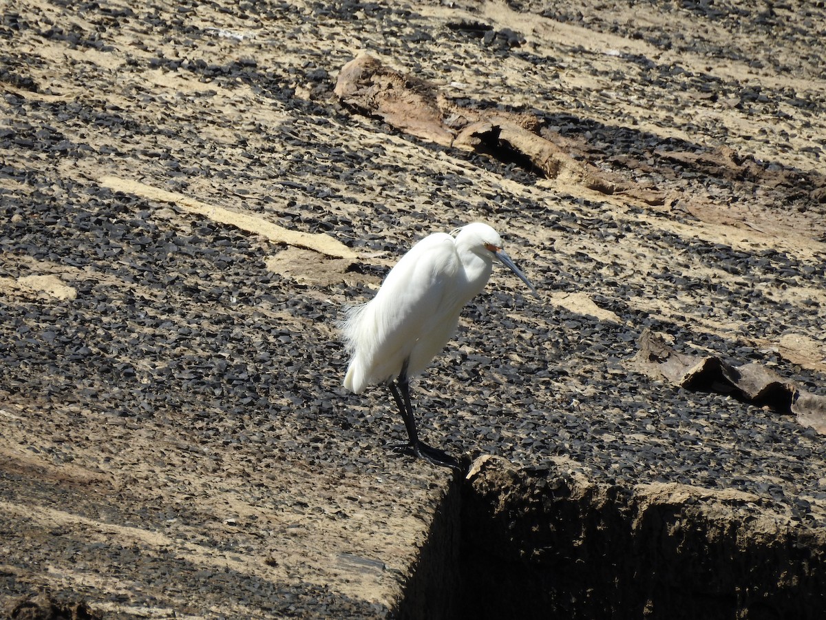 Little Egret - ML644914103