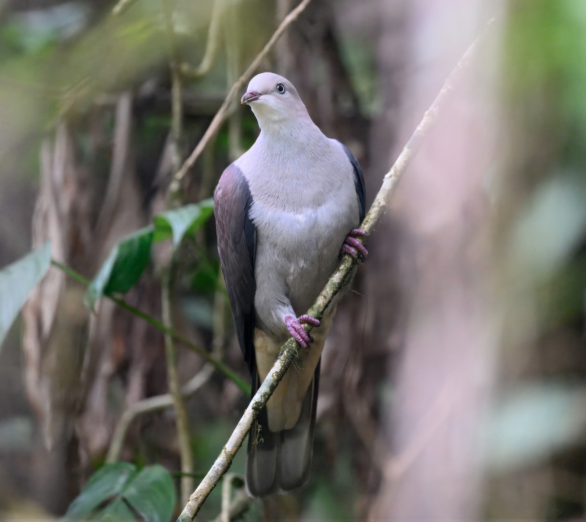 Горный плодовый голубь - ML644914107
