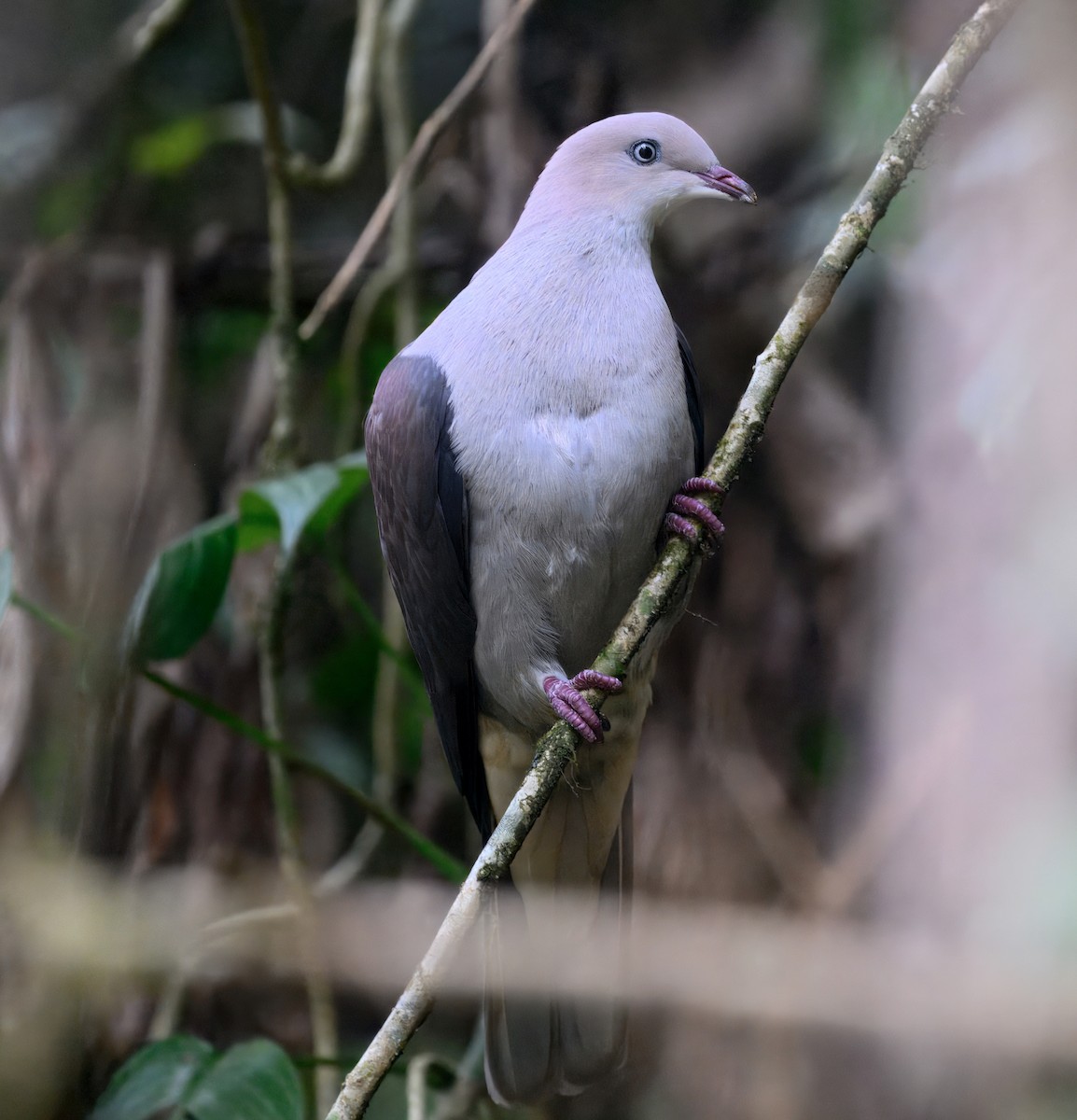 Горный плодовый голубь - ML644914108