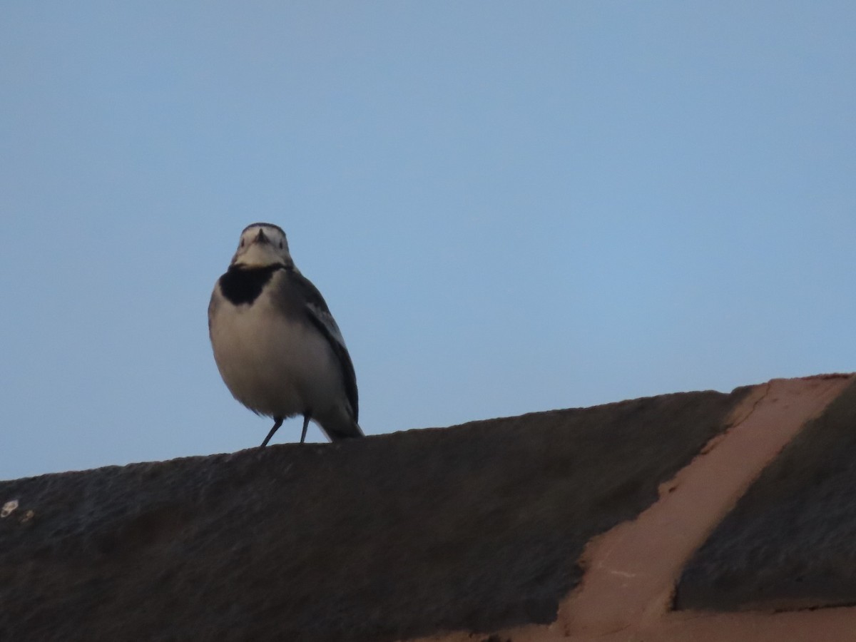 White Wagtail (British) - ML644914113