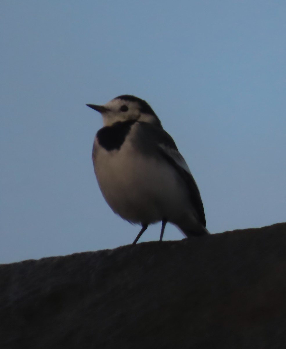 White Wagtail (British) - ML644914114