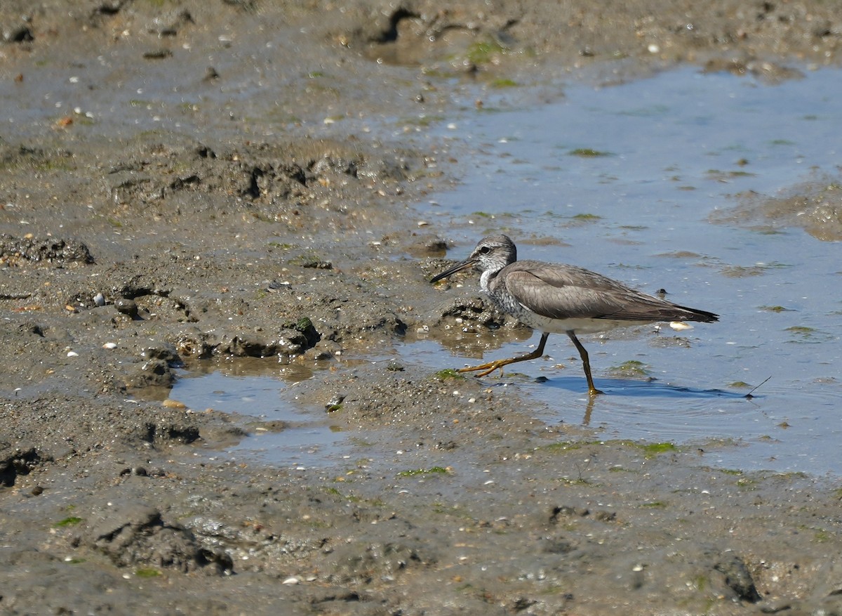 キアシシギ - ML644914116