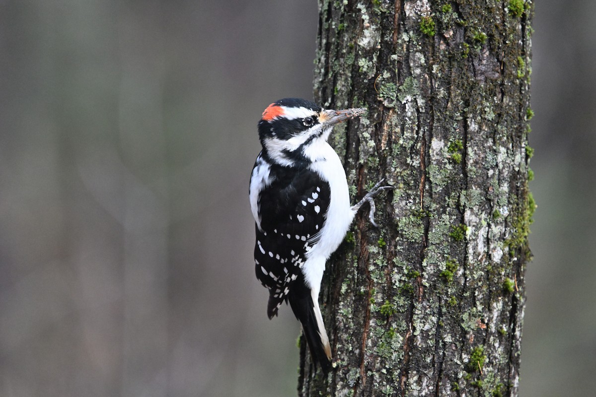 Hairy Woodpecker - ML644914117