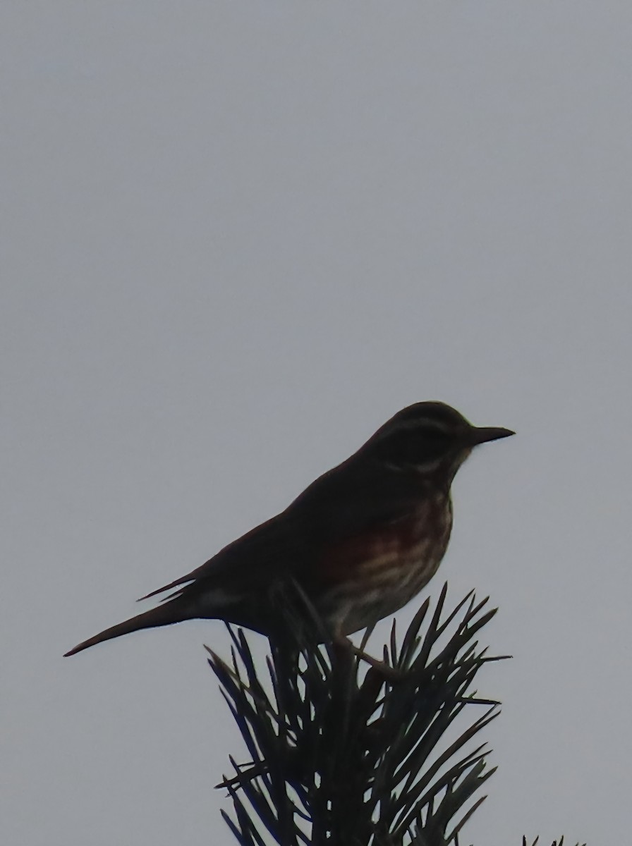 Redwing - ML644914121