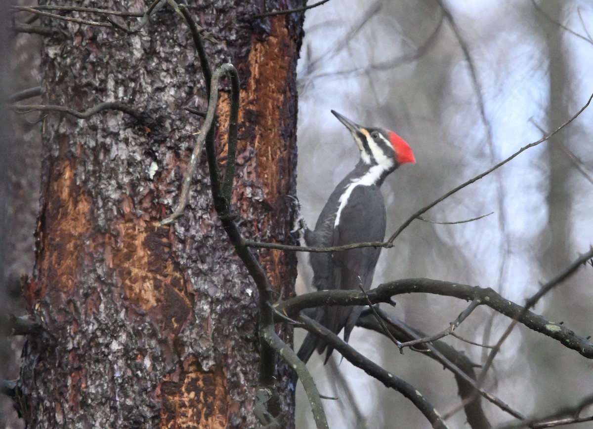 Pileated Woodpecker - ML644914134