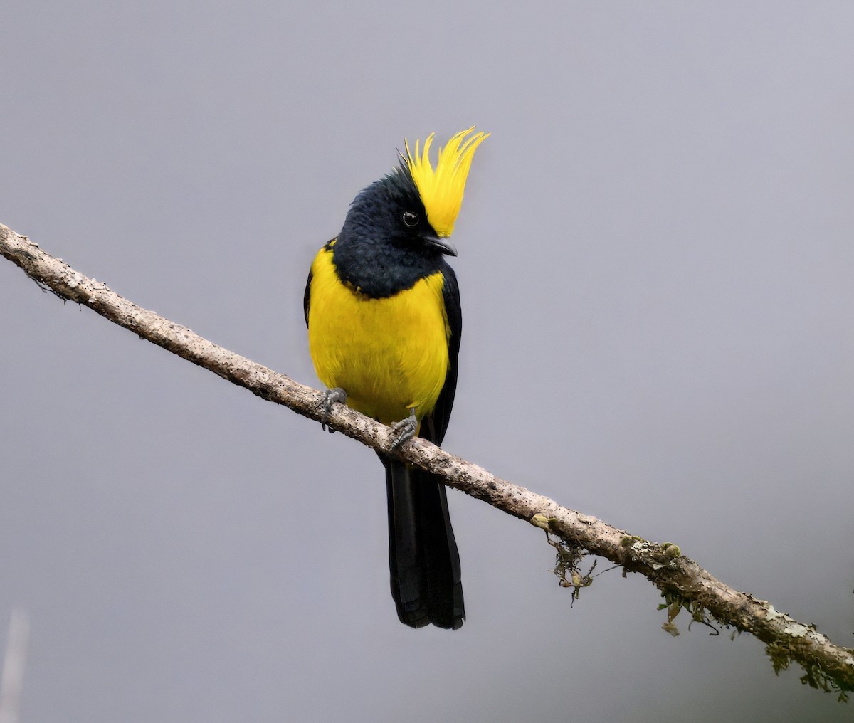 Sultan Tit - ML644914139