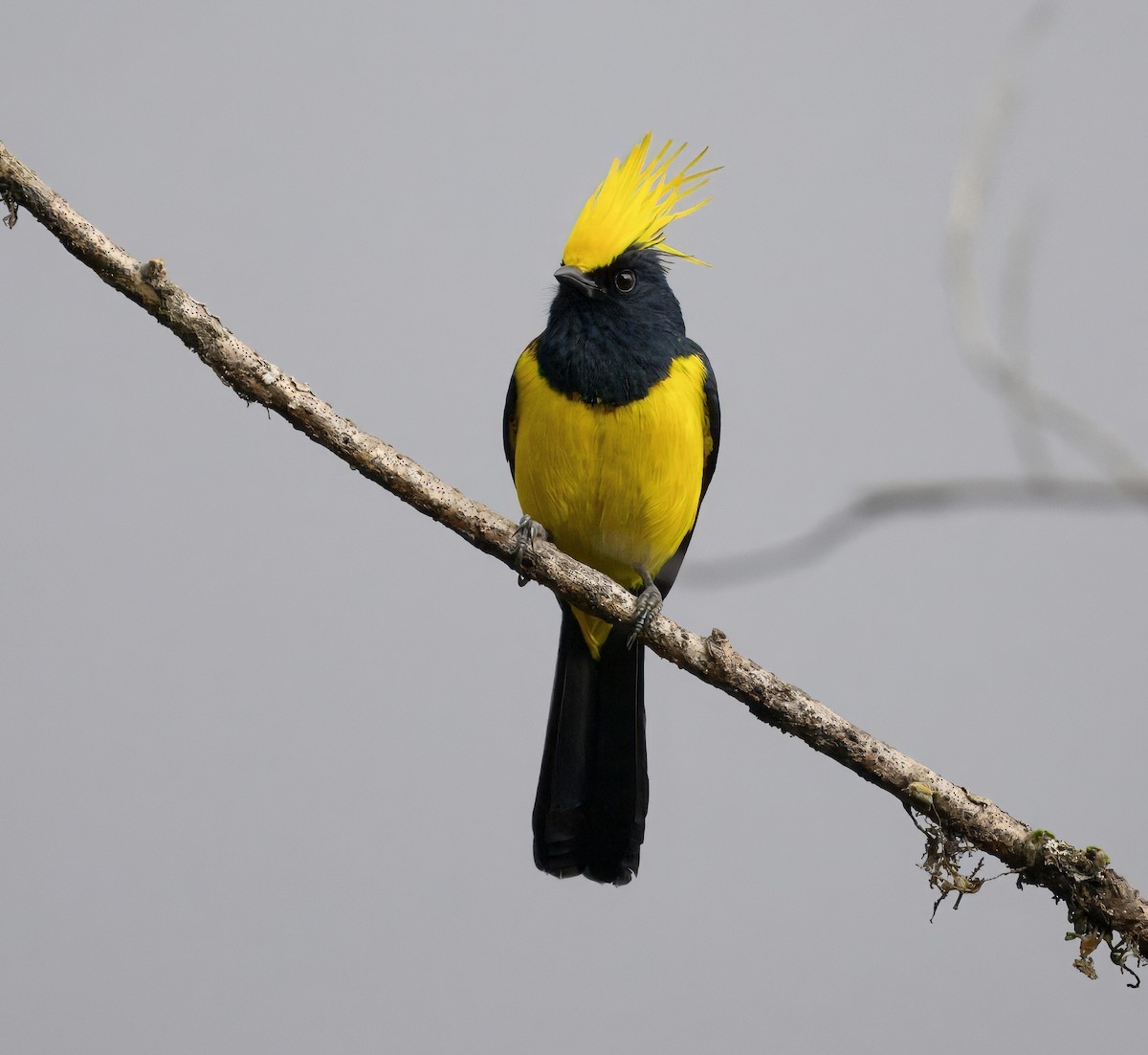 Sultan Tit - ML644914140