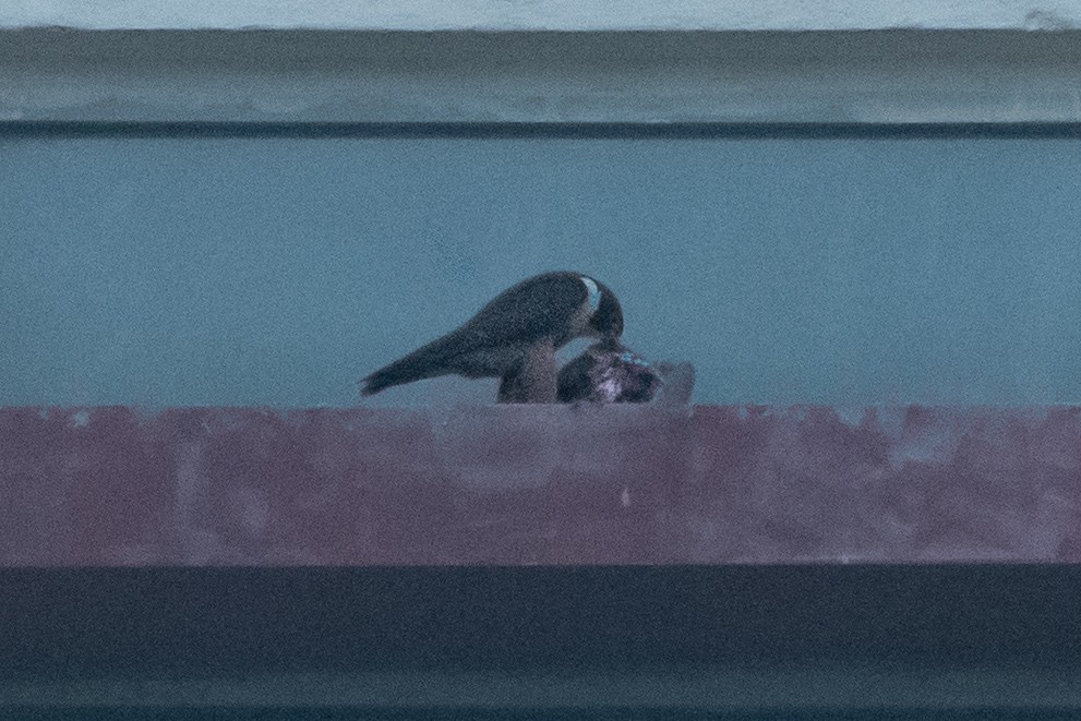 Peregrine Falcon (Shaheen) - ML644914141