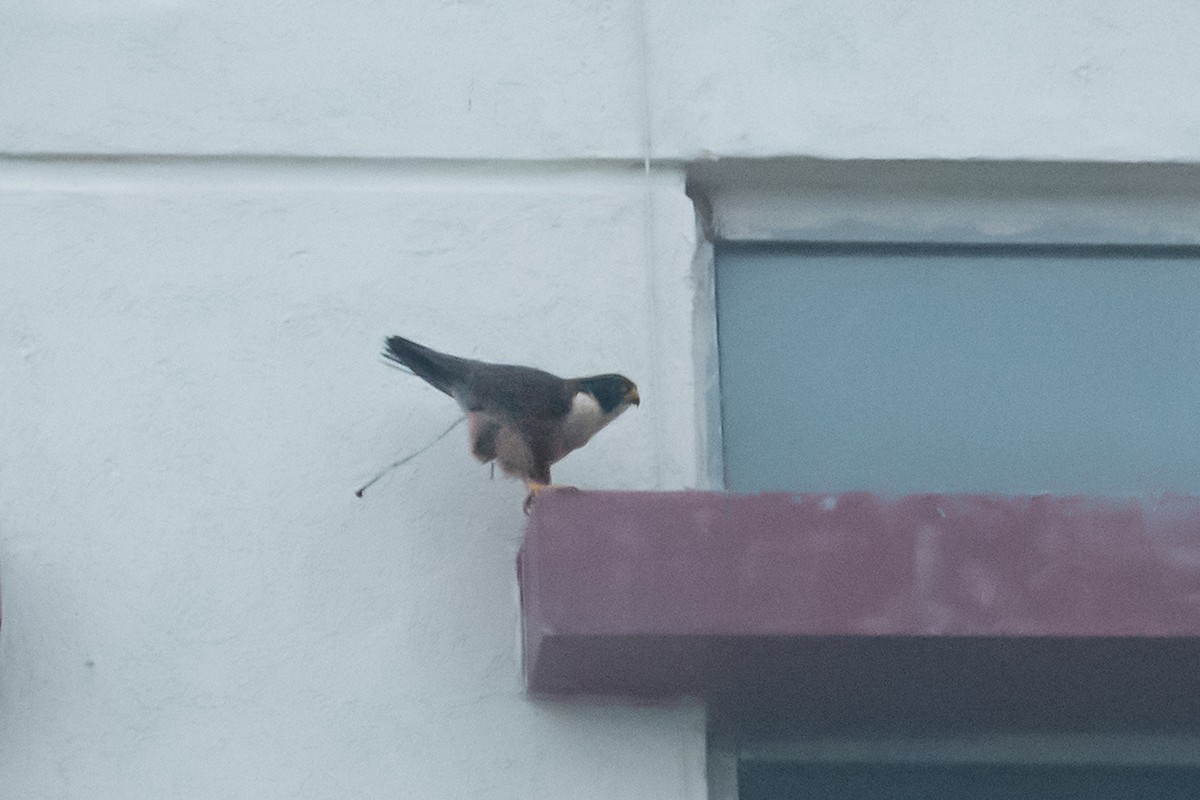 Peregrine Falcon (Shaheen) - ML644914142