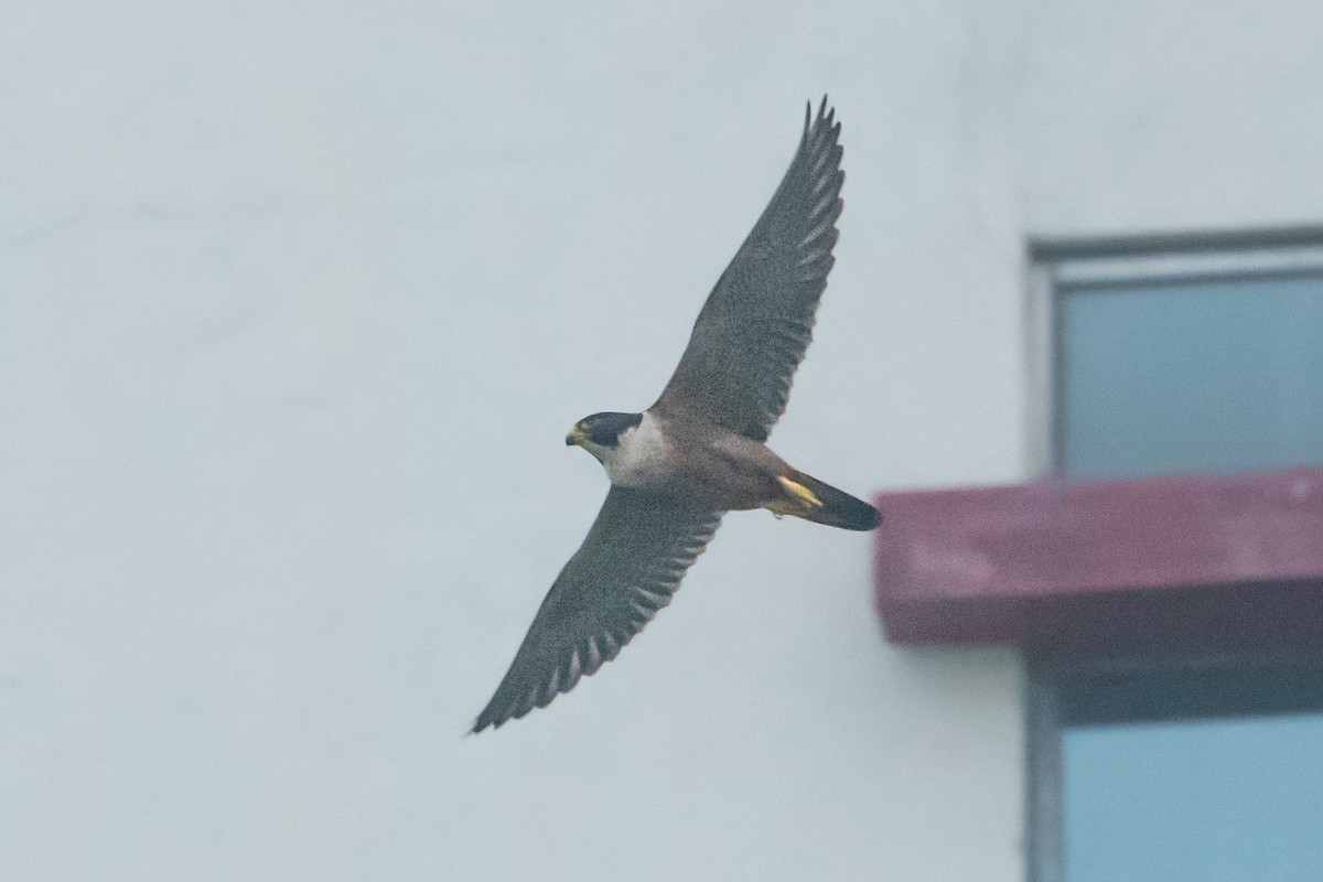 Peregrine Falcon (Shaheen) - ML644914143