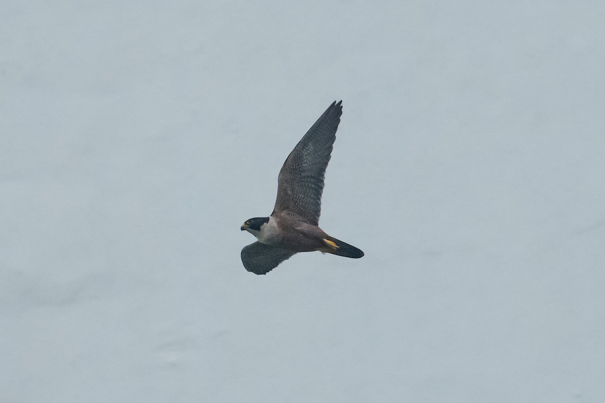 Peregrine Falcon (Shaheen) - ML644914144