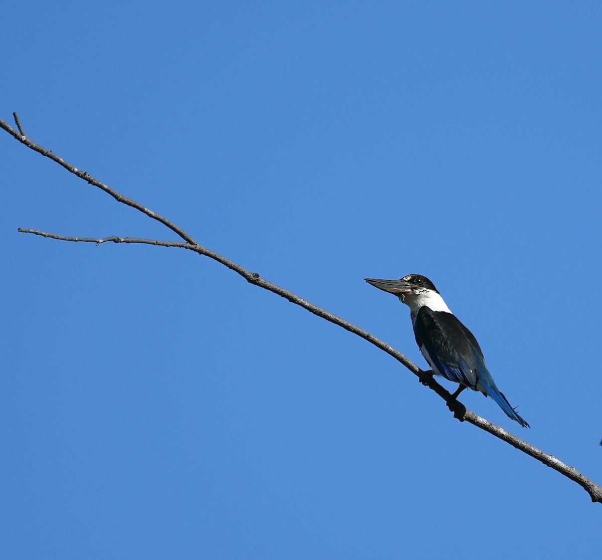 Torresian Kingfisher - ML644914146