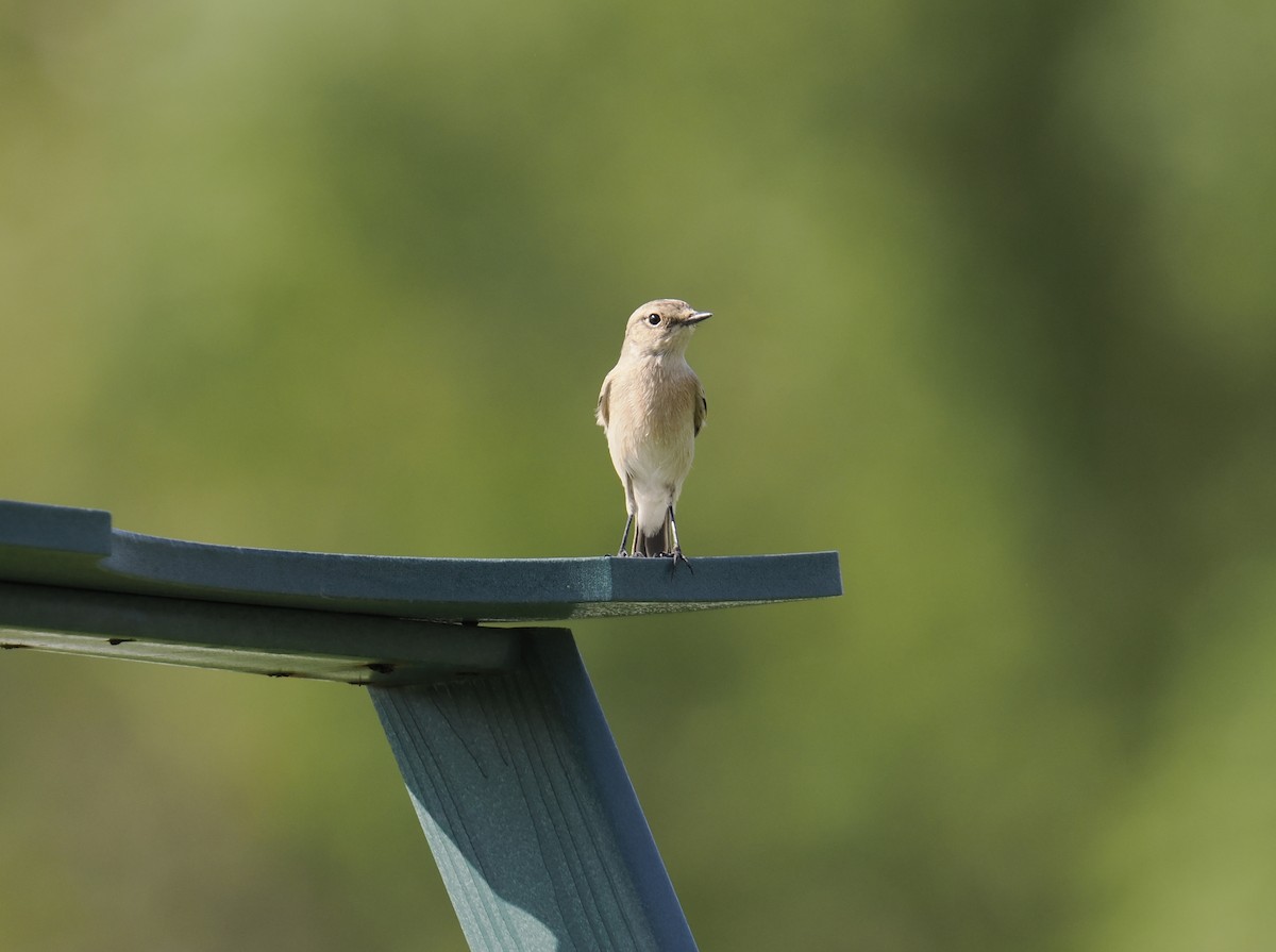 Siberian Stonechat - ML644914148