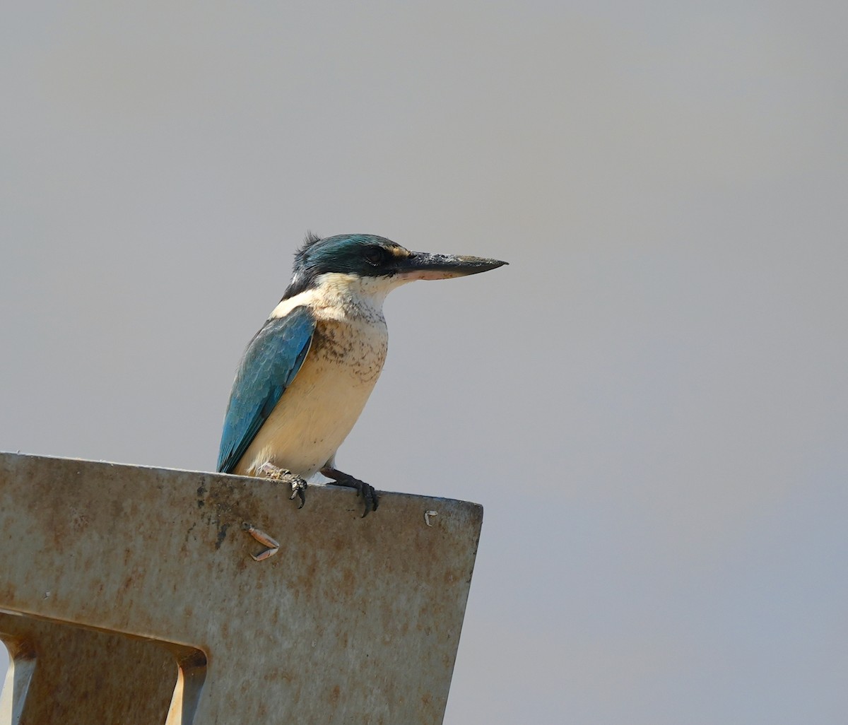 Sacred Kingfisher (Australasian) - ML644914149