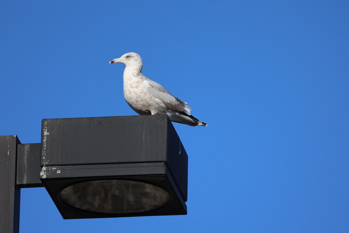 鷗亞科 - ML644914150