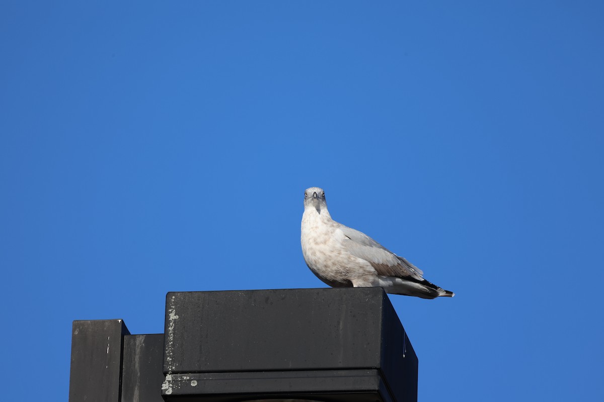 鷗亞科 - ML644914151