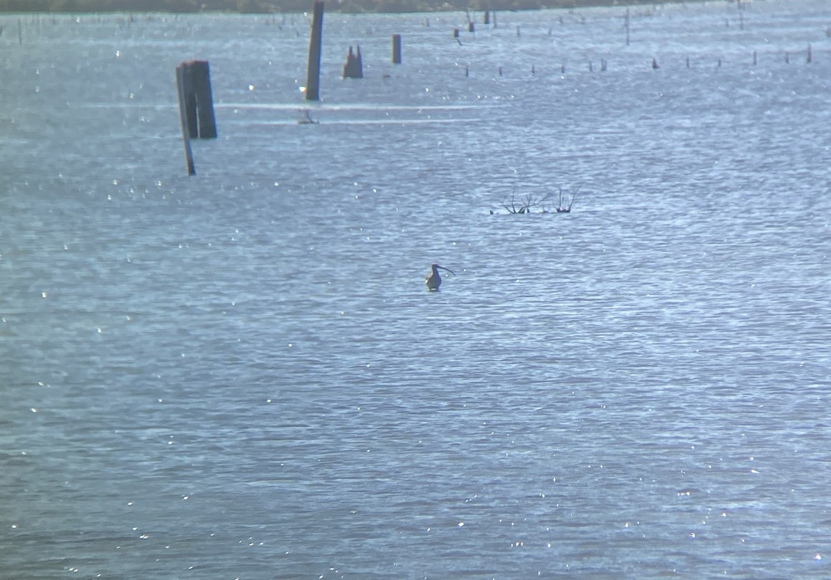 大杓鷸 - ML644914152