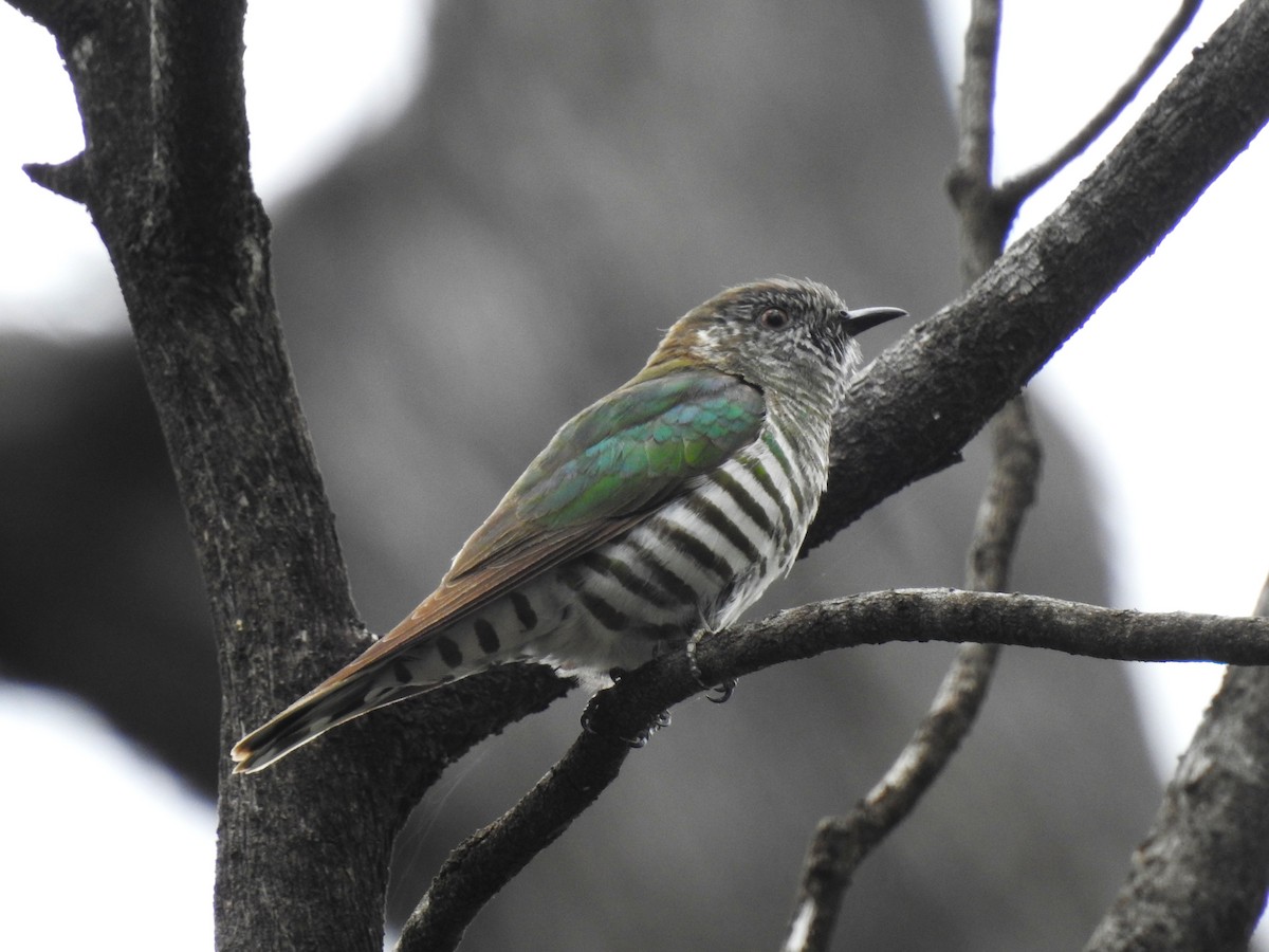 Shining Bronze-Cuckoo - ML644914153