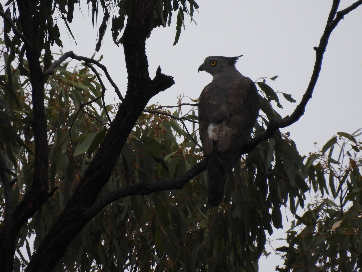 Pacific Baza - ML644914154