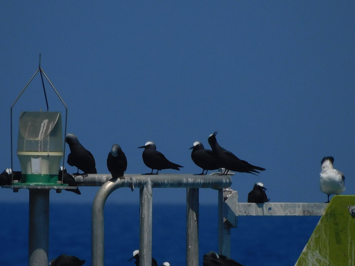 黑玄燕鷗 - ML644914158