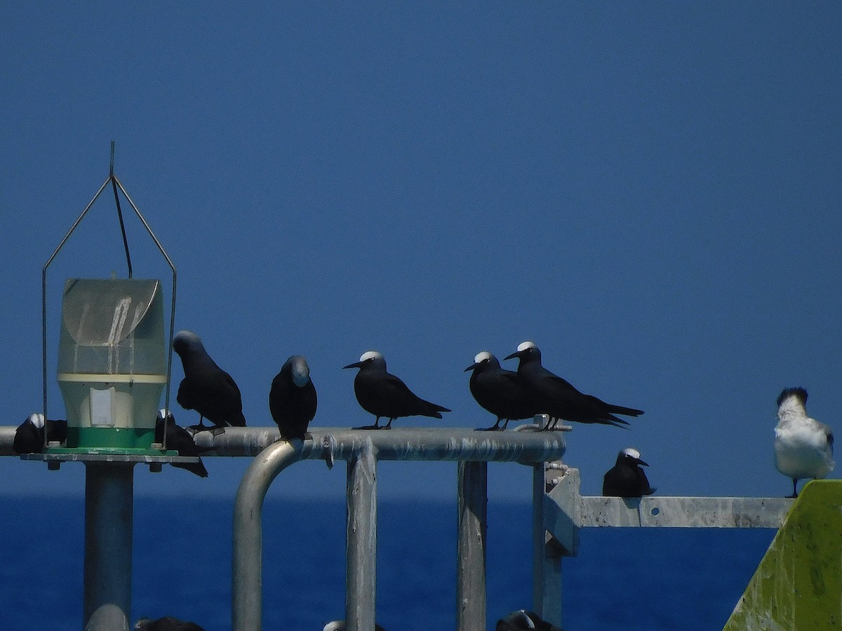 黑玄燕鷗 - ML644914159