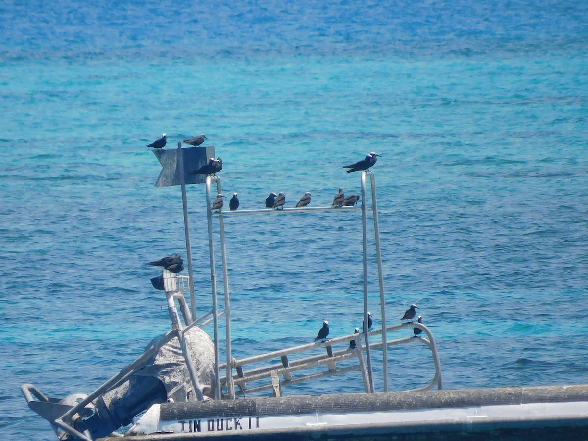 黑玄燕鷗 - ML644914160