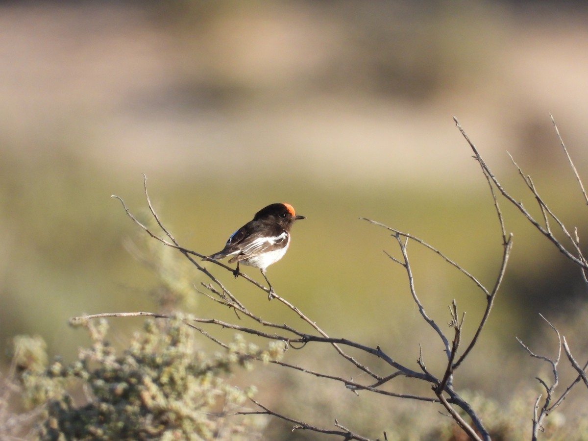 Red-capped Robin - ML644914161