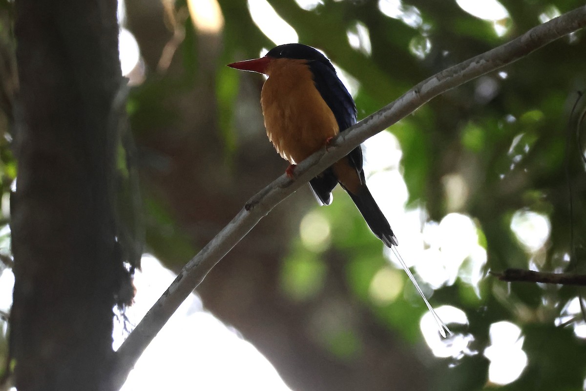 Buff-breasted Paradise-Kingfisher - ML644914162