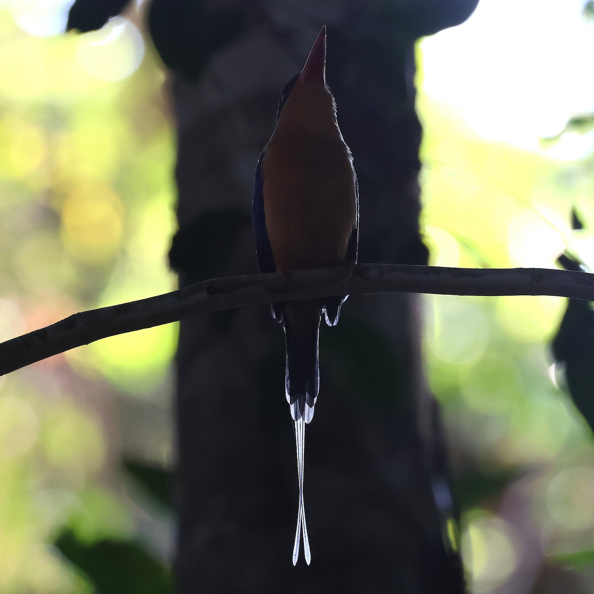 Buff-breasted Paradise-Kingfisher - ML644914163