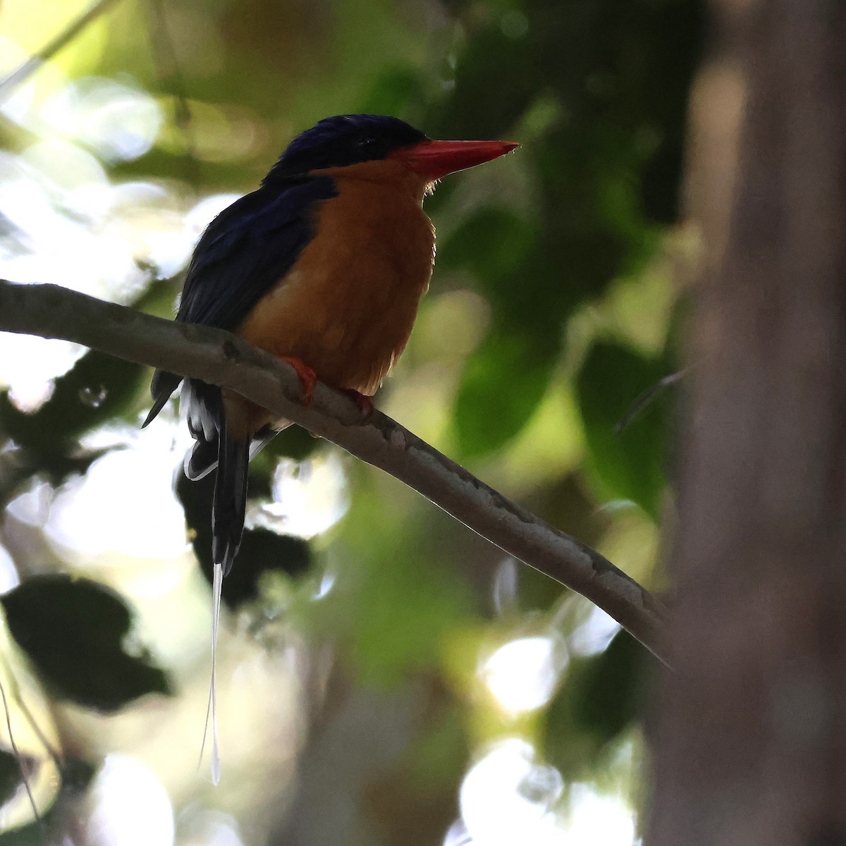 Buff-breasted Paradise-Kingfisher - ML644914164