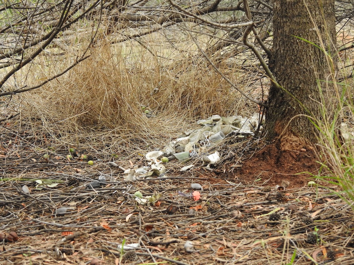 Spotted Bowerbird - ML644914166