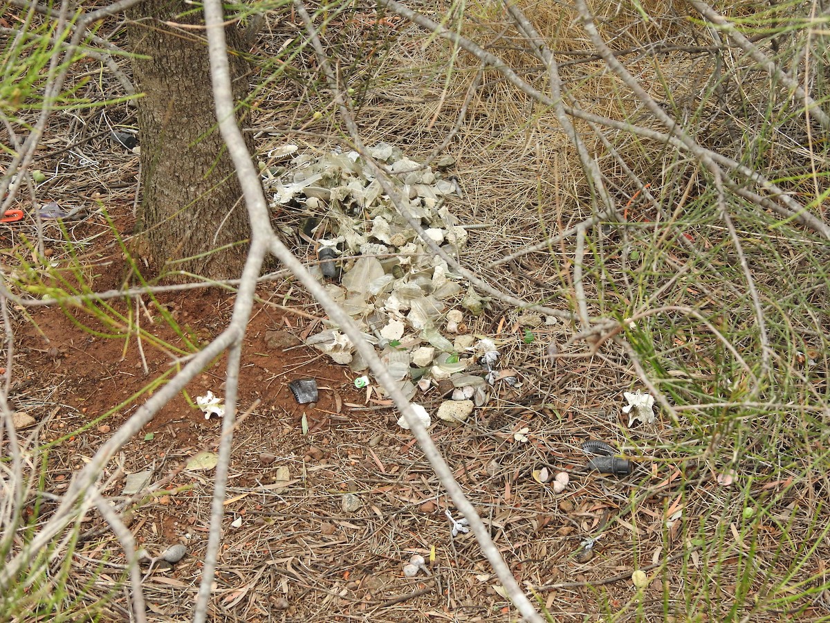 Spotted Bowerbird - ML644914167