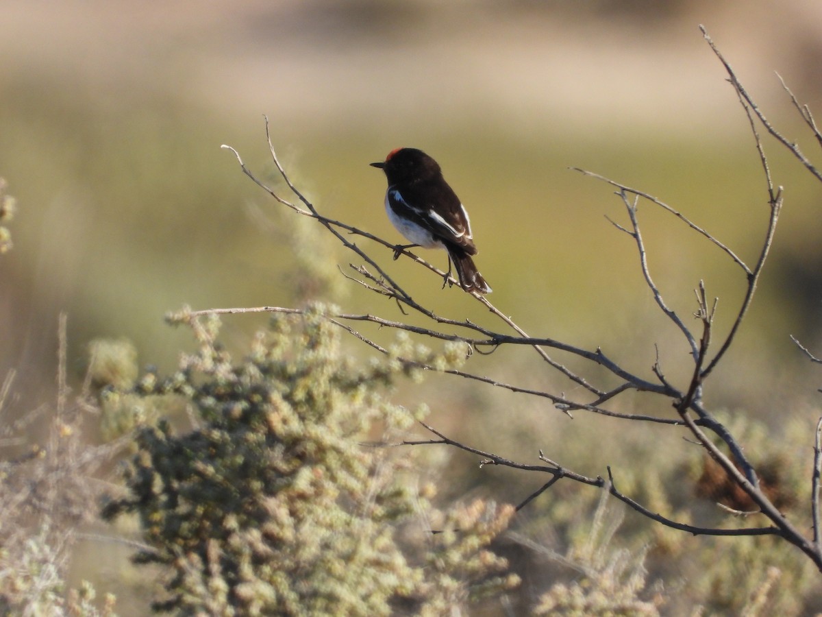 Red-capped Robin - ML644914168
