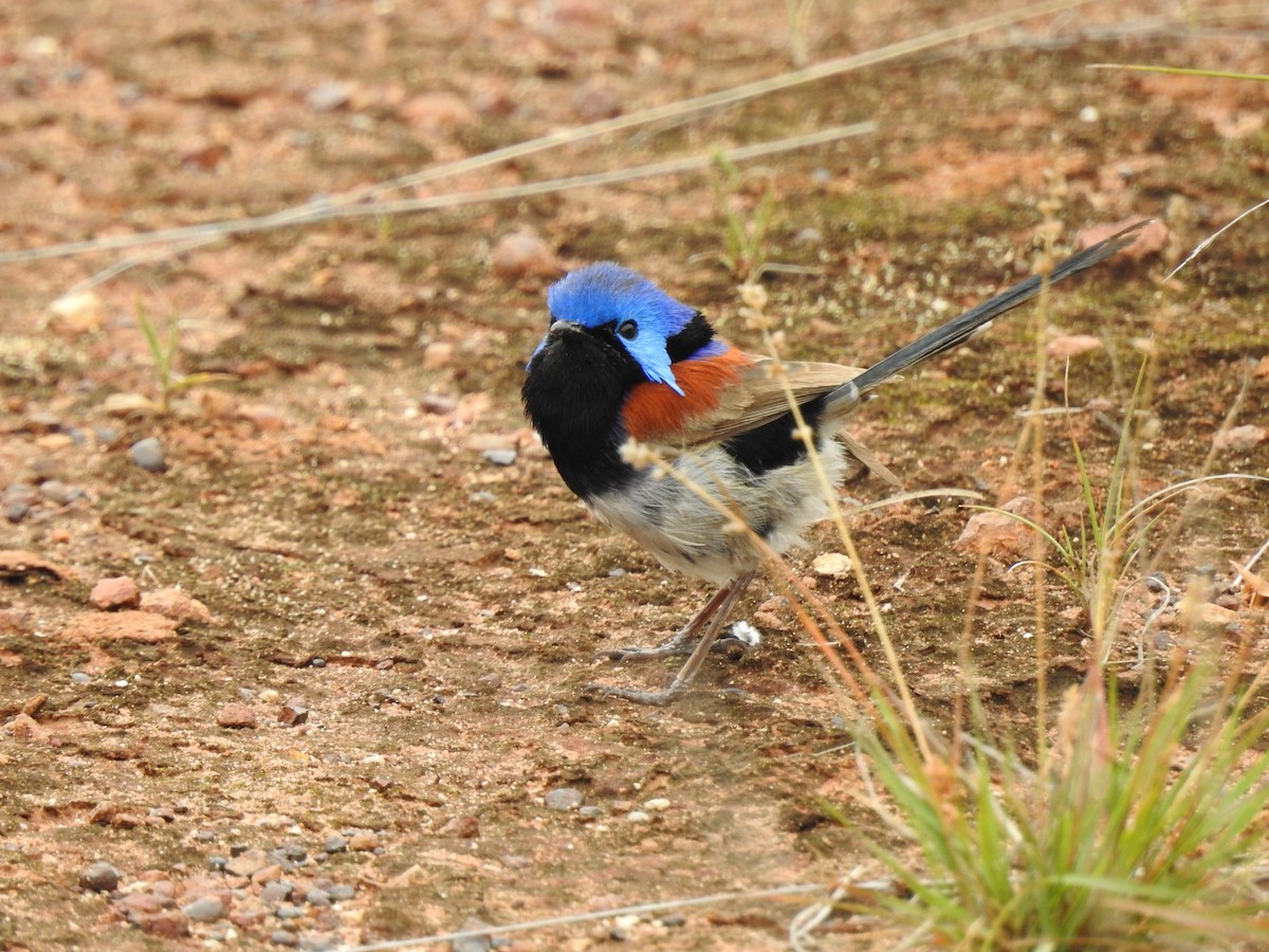 Purple-backed Fairywren - ML644914169