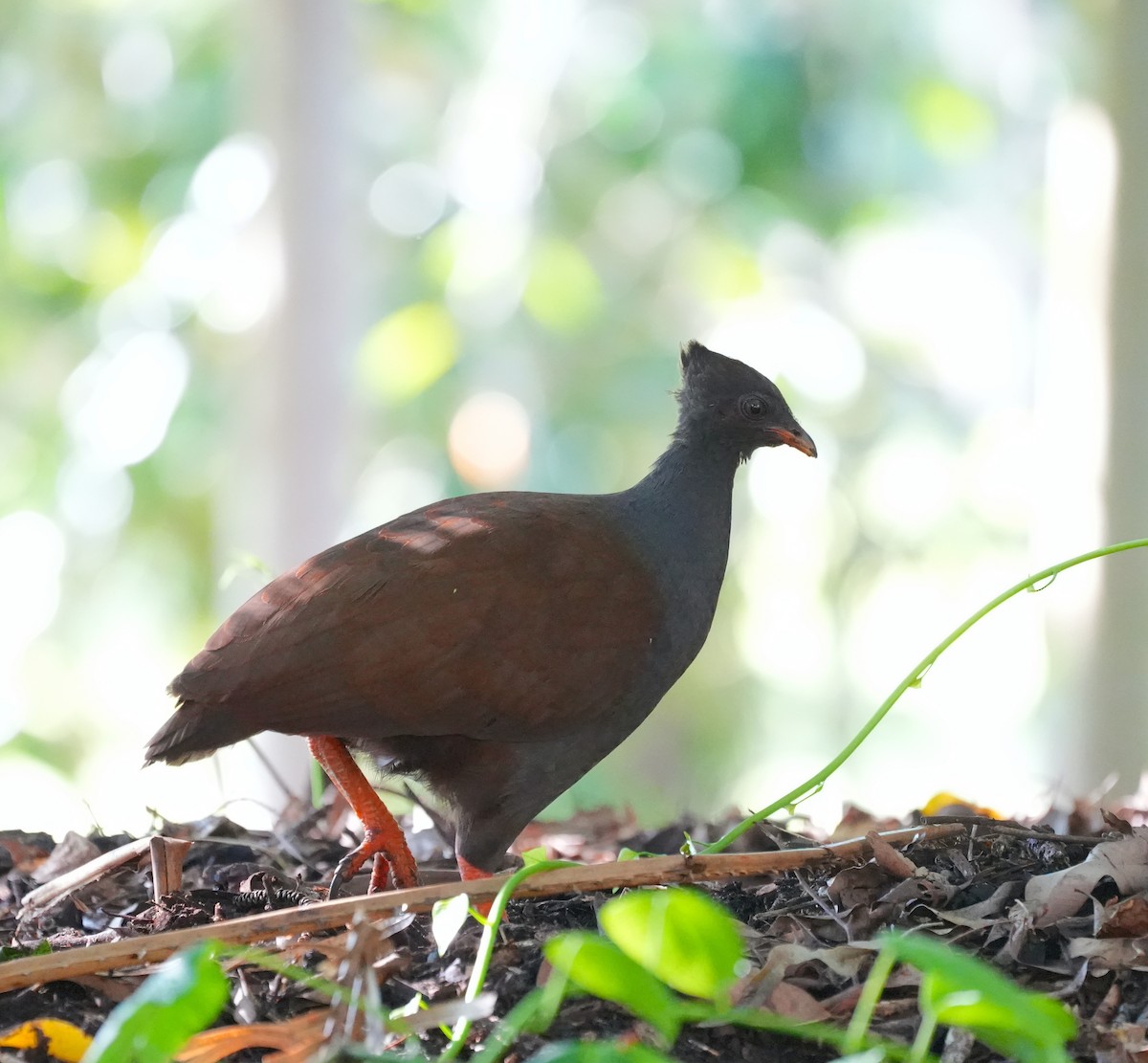 Orange-footed Megapode - ML644914170