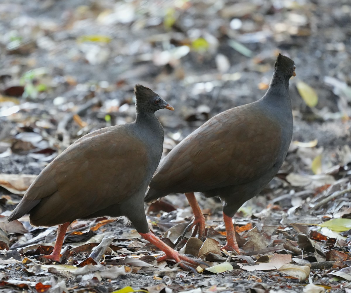 Orange-footed Megapode - ML644914171