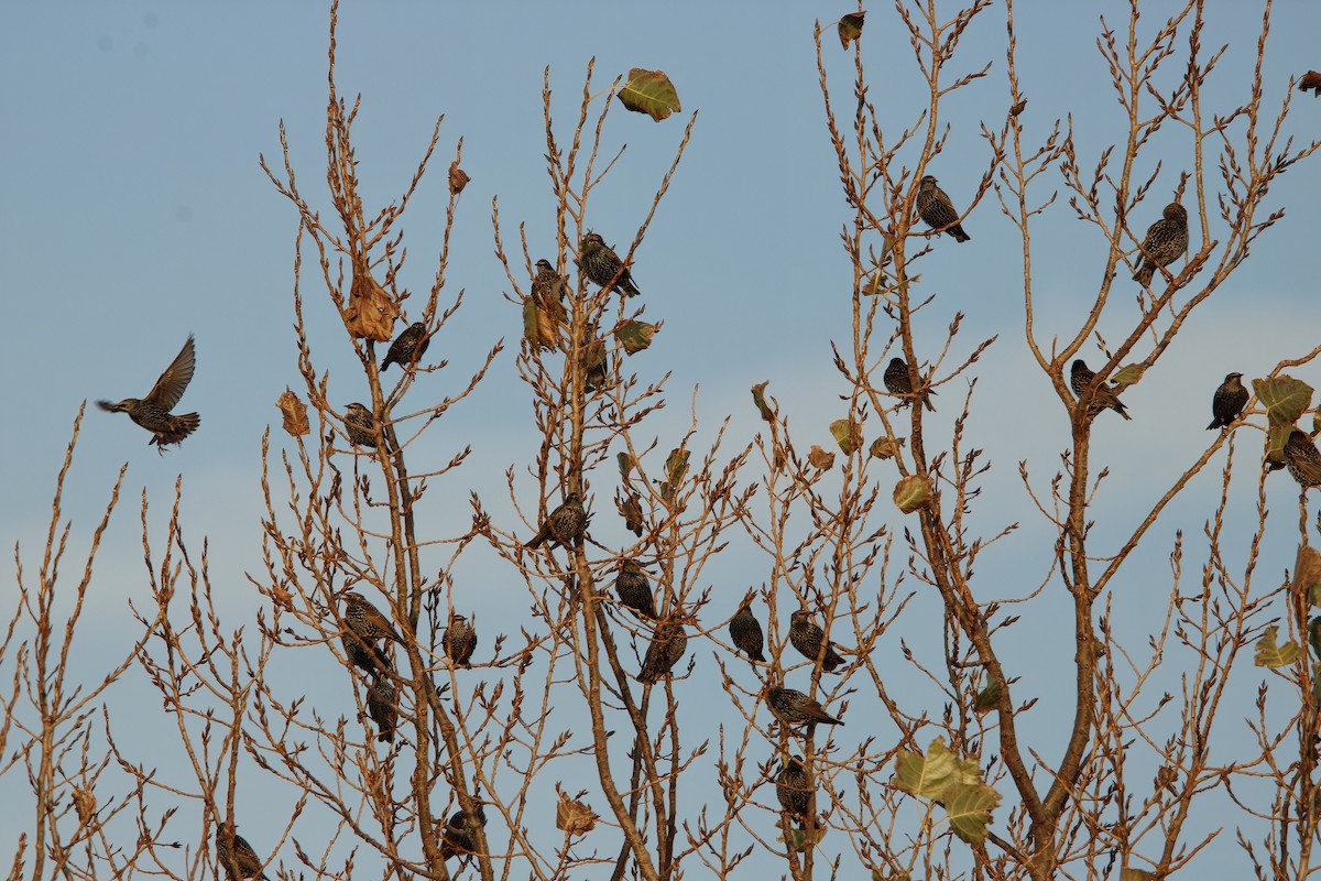 歐洲椋鳥 - ML644914172