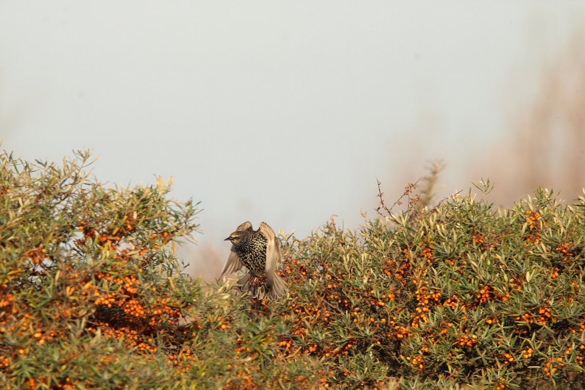 歐洲椋鳥 - ML644914173