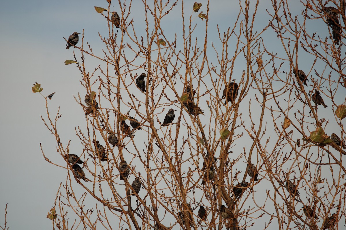 歐洲椋鳥 - ML644914174