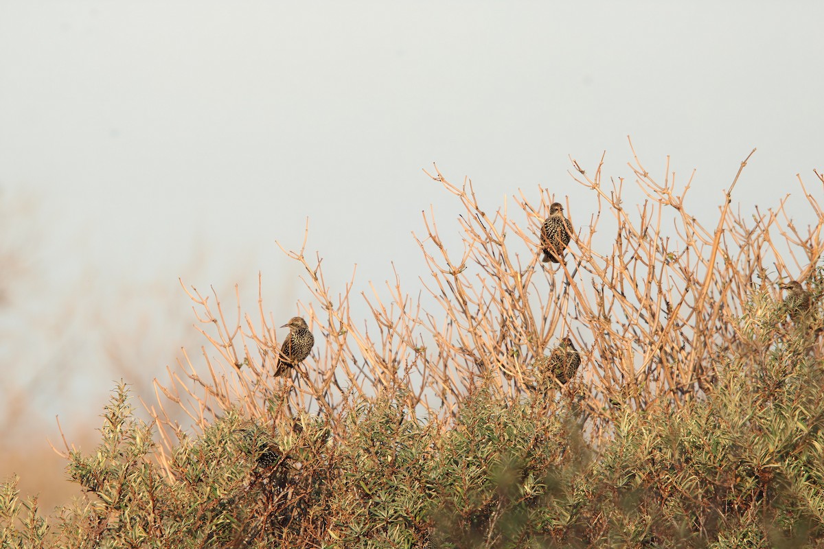 歐洲椋鳥 - ML644914175