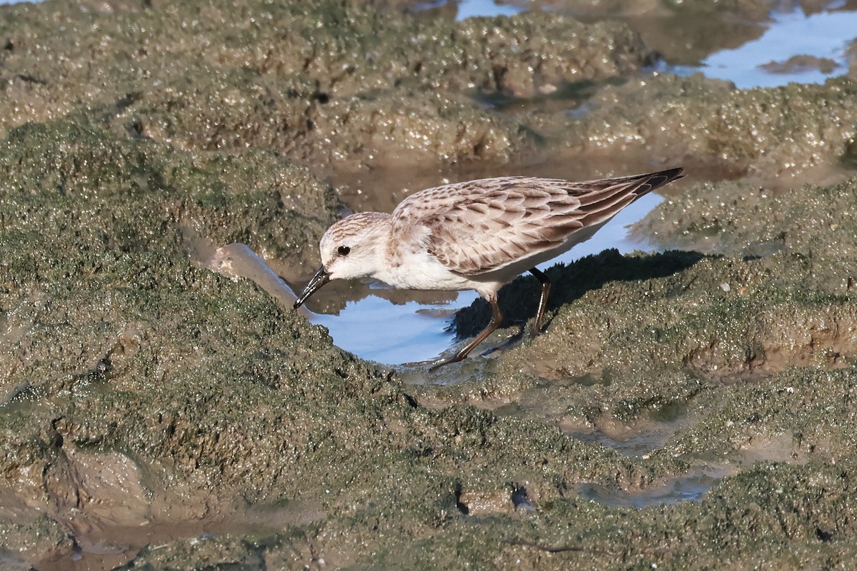 紅胸濱鷸 - ML644914176