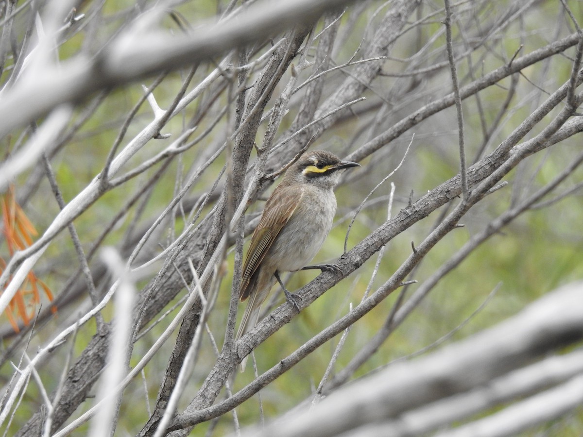 Yellow-faced Honeyeater - ML644914177