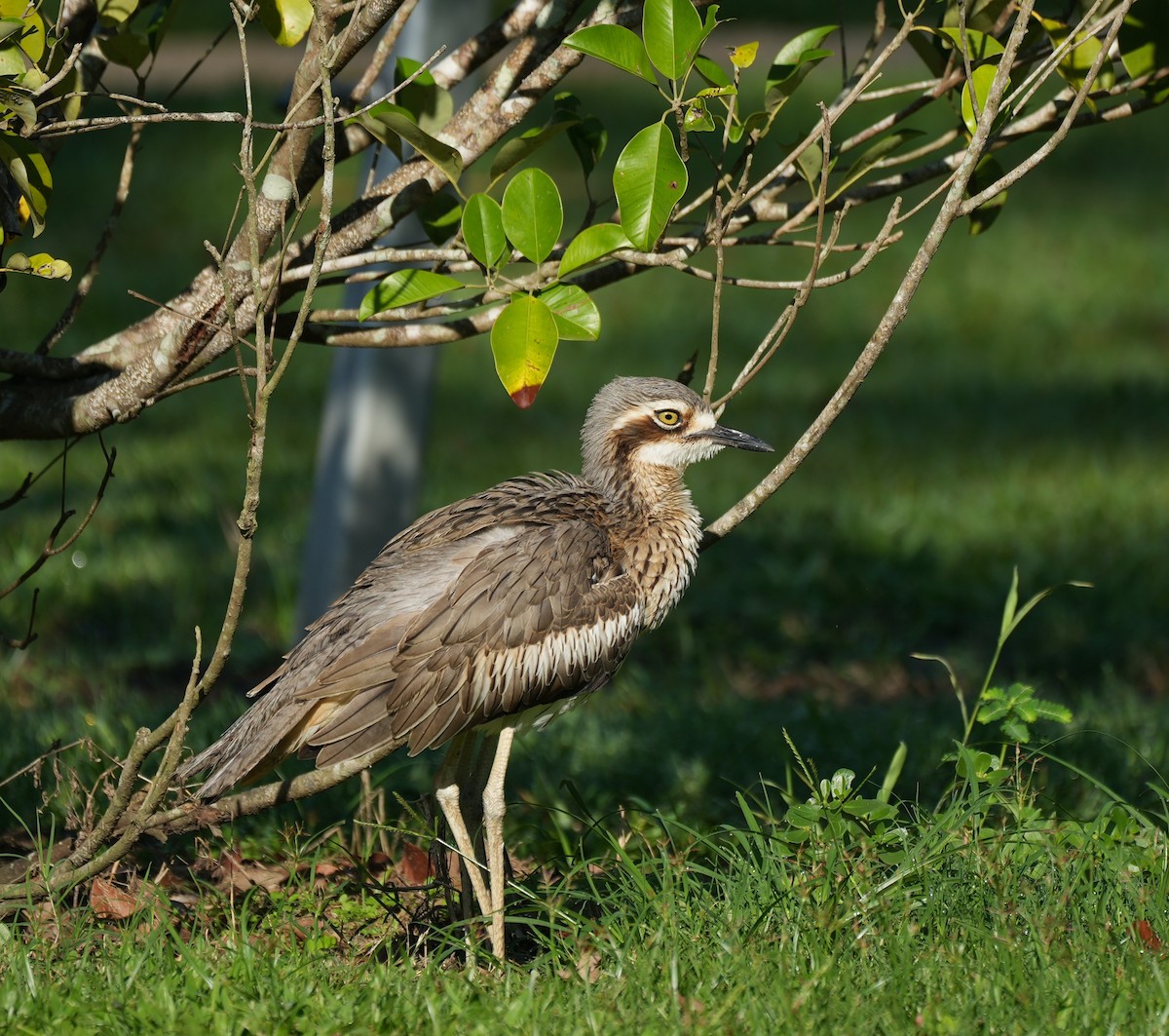 Bush Thick-knee - ML644914180
