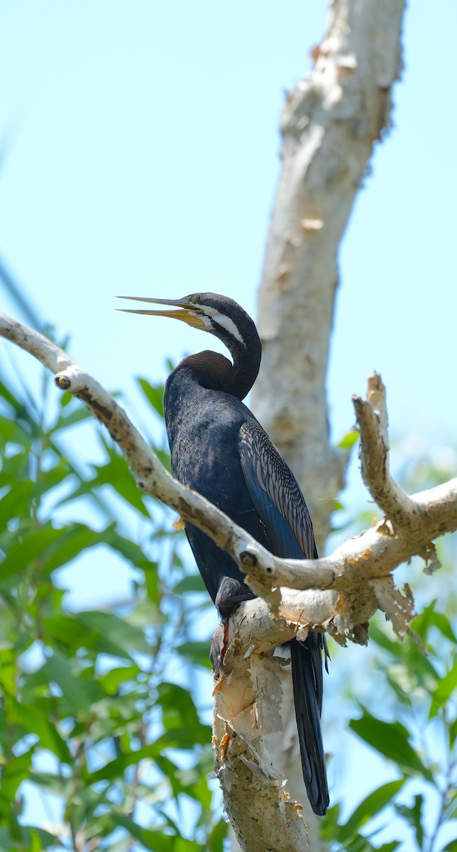 Australasian Darter - ML644914182