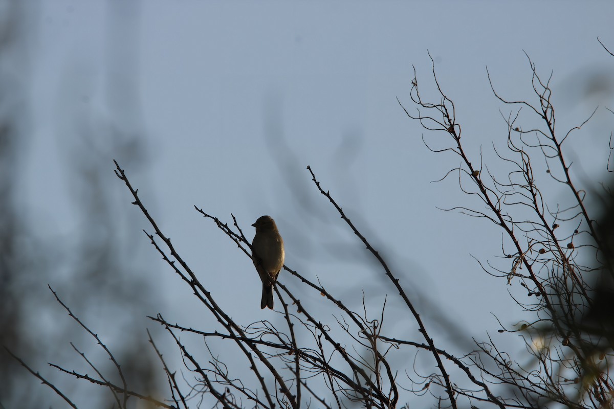 Common Chaffinch - ML644914186