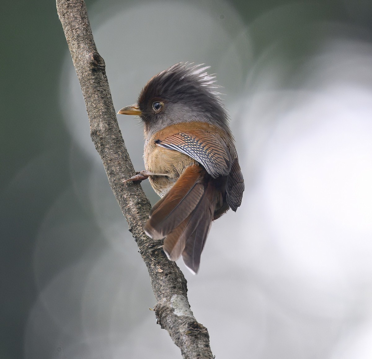 Rusty-fronted Barwing - ML644914191