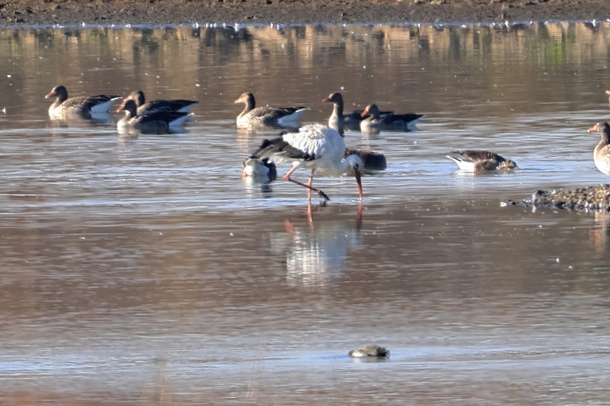 White Stork - ML644914210